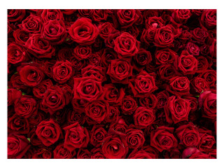 ROSES ROUGES